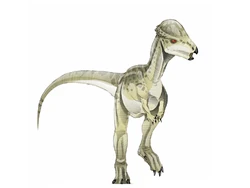 Homalocephale