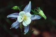 Define-columbine-1