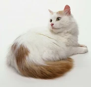 Turkish Van