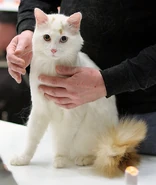 White Turkish Van