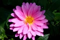 Beautiful-pink-flower.jpg