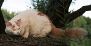 Cream Turkish Van