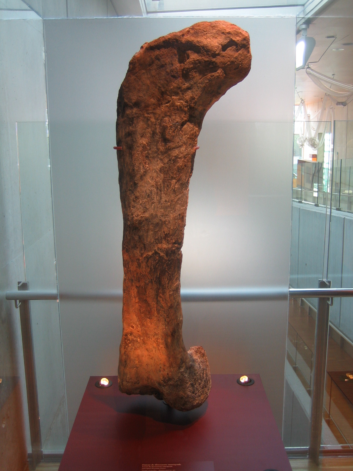 apatosaurus femur