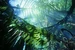 Userbox lovesPandForest