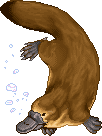 Platypusadultmale.gif
