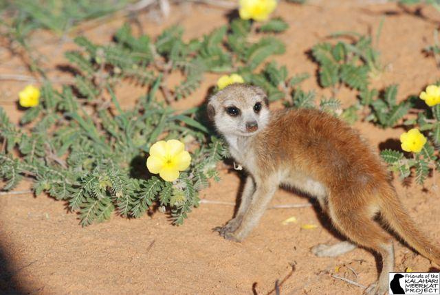 http://images2.wikia.nocookie.net/__cb20100417083921/meerkats/images/f/fb/Axel_VYM137.jpg