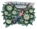 Hydrangea.jpg