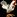 IconSmall Chicken