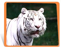 White bengal tigers
