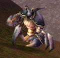 Muckshell Clacker.jpg