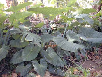 Callaloo Recipe Trinidad
