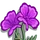 Purple Poppy-icon
