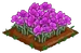 Purple Poppy extra100