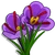Saffron-icon