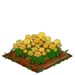 Yellow Roses 100