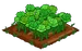 Green Rose extra100