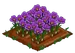 Saffron extra100