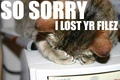 404cat.jpg