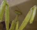 Yam'rii