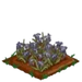 Iris withered