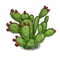 Prickly Pear-icon
