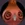 Little Onion pet
