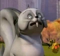 Grey Squirrel.jpg