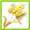 Golden Wheat Grain