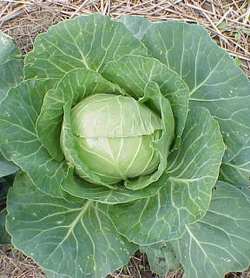 Cabbage-1-