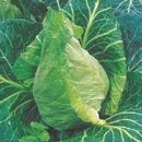Spring Cabbage