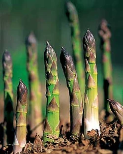 Asparagus growing