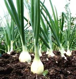 Onions