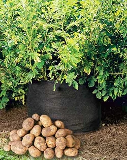 Potato Bag