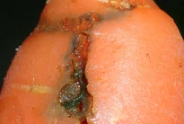 Carrot Root Fly.jpg (15 KB) Carrot Root Fly