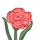 Pink Carnation-icon