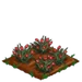 Pink Carnation 66