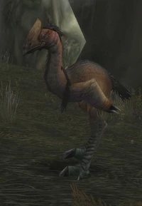 Image of Foreststrider
