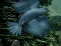 Bluebird POA 1.jpg