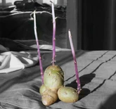 Potato Spindly Sprouts