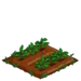 Amaranth 33