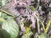 Potato Frost Damage