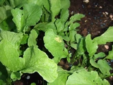 Radish Cabbage White Eggs