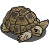 Desert Tortoise-icon.png