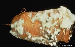 Carrot Sclerotinia Rot