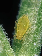 Carrot-Willow Aphid