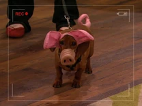 Robyn's Weiner-Dog-Pig