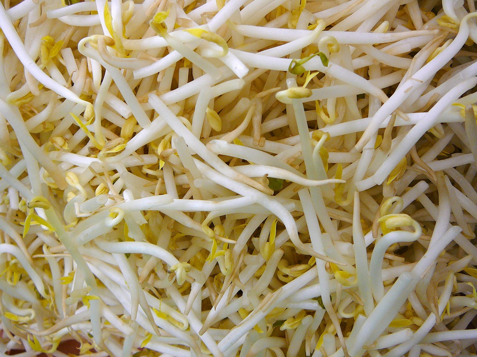 Mung bean sprouts Recipes Wiki