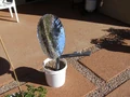 P1010290