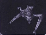 Nosforatu.jpg