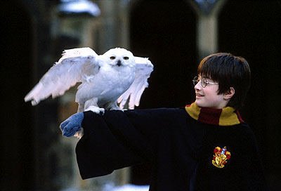 Harry_%2B_Hedwig.jpg